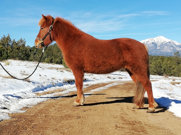 Icelandic Horse in Colorado